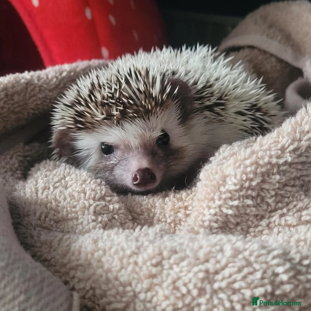 Pygmy Hedgehog rodents for sale: African pygmi headghog  in Mountain Ash - Advert 2