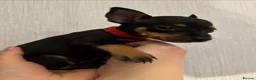 Miniature Pinscher dogs for sale: Beautiful miniature pinscher puppies  - Advert 15