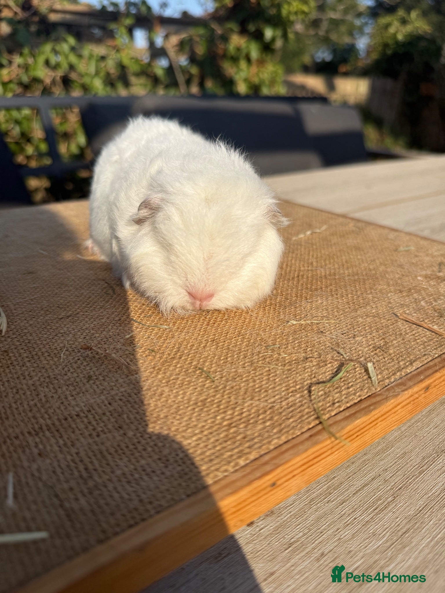 Guinea Pig rodents Pure bred Swiss & Californian baby boars  - Advert 11