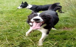 Border Collie dogs for sale: Border Collie dog, rehoming  - Image 1