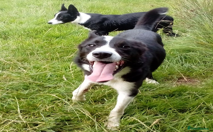 Border Collie dogs - Advert 1