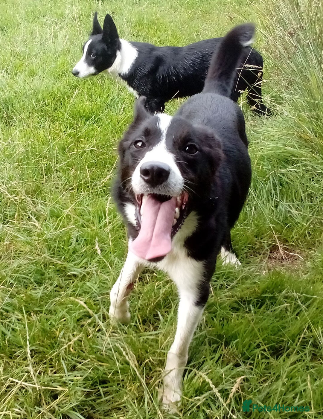 Border Collie dogs for sale: Border Collie dog, rehoming  - Image 1