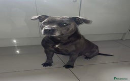 Staffordshire Bull Terrier dogs for sale: 4 Blue Staffordshire bull terriers - Image 7