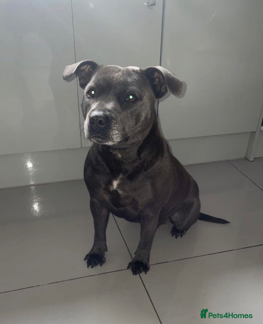 Staffordshire Bull Terrier dogs for sale: 4 Blue Staffordshire bull terriers - Image 7