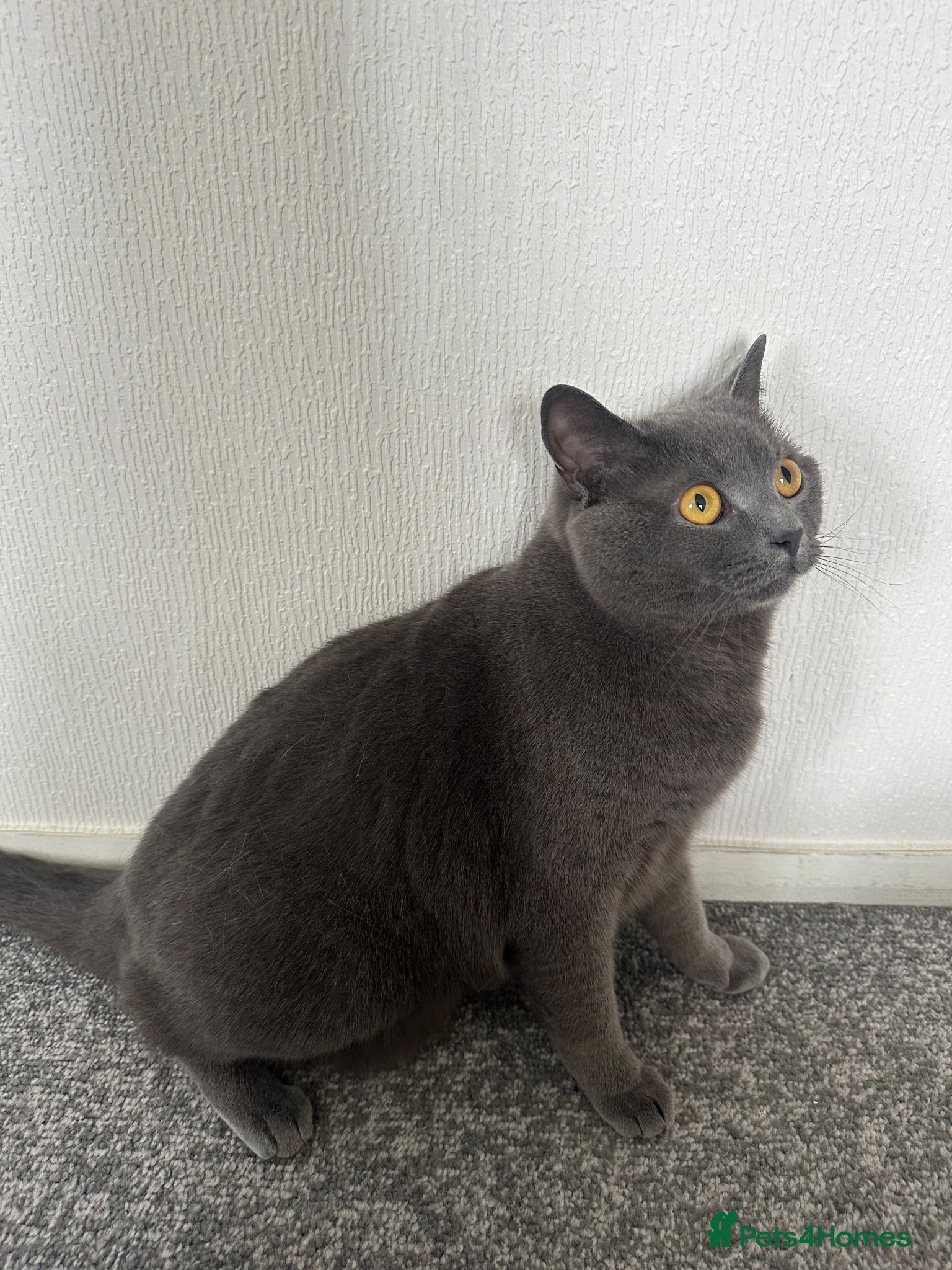 British Shorthair cats Grey British Shorthair   - Advert 2