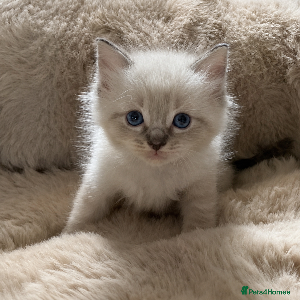 Ragdoll cats Gorgeous ragdoll kittens  - Advert 11