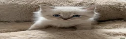 Ragdoll cats for sale: READY Sunday cute full ragdoll kittens 2 left - Advert 13
