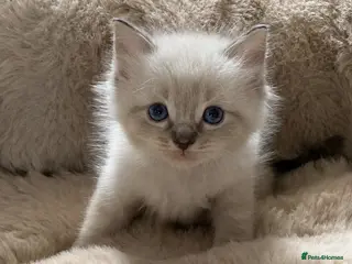 Ragdoll cats Gorgeous ragdoll kittens - Advert 11
