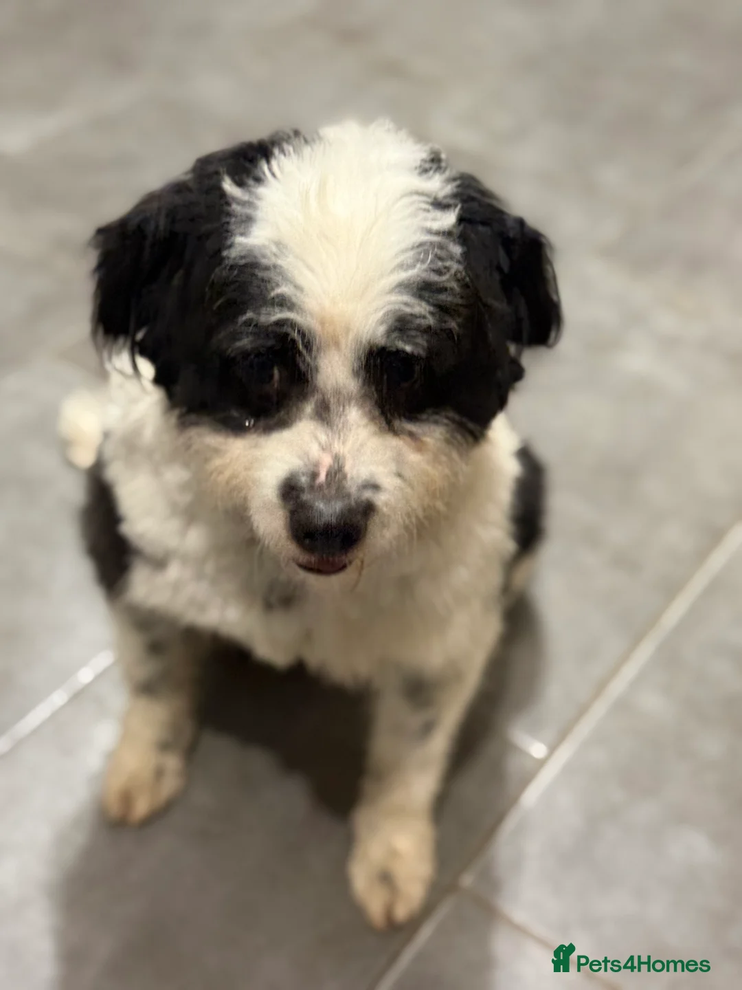 Mixed Breed dogs for adoption: Cute Teddy looking for True Love  - Advert 6