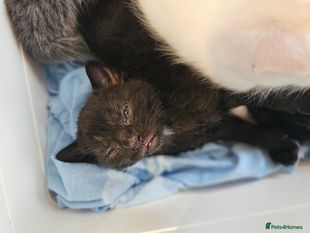 Mixed Breed cats for sale: Kittens Available to Reserve - Image 19