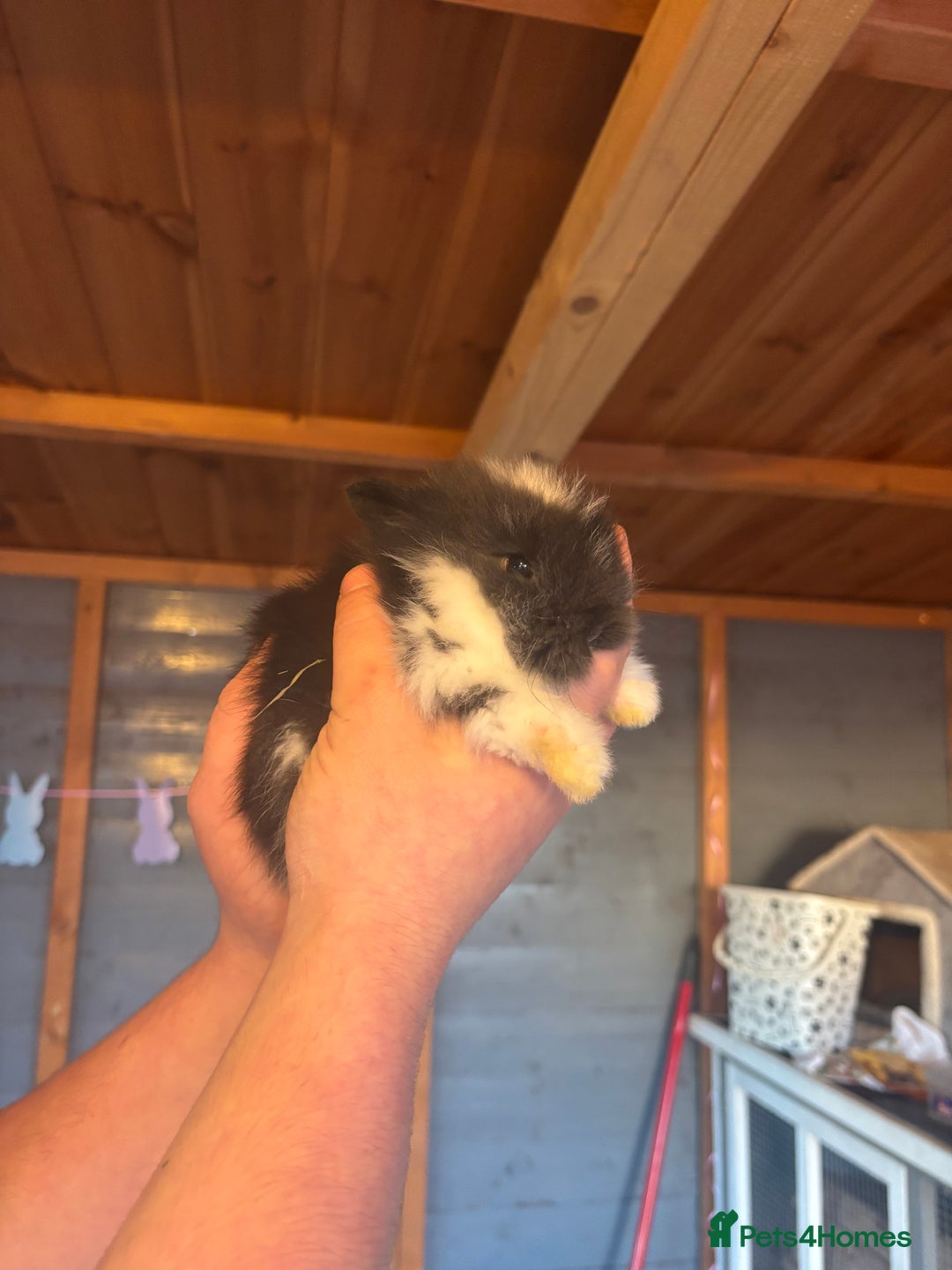 Lionhead rabbits for sale: Lion head bunnies available 🐰 - Advert 14