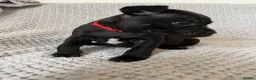 Staffordshire Bull Terrier dogs for sale: Black/blue staffy pups - Advert 29