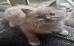 Ragdoll cats for sale: Beautiful Ragdoll Kittens, 2 Flamepoint, 1 mitted - Image 8