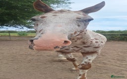 Appaloosa horses for sale: 5yr old Appaloosa Gelding  - Image 1