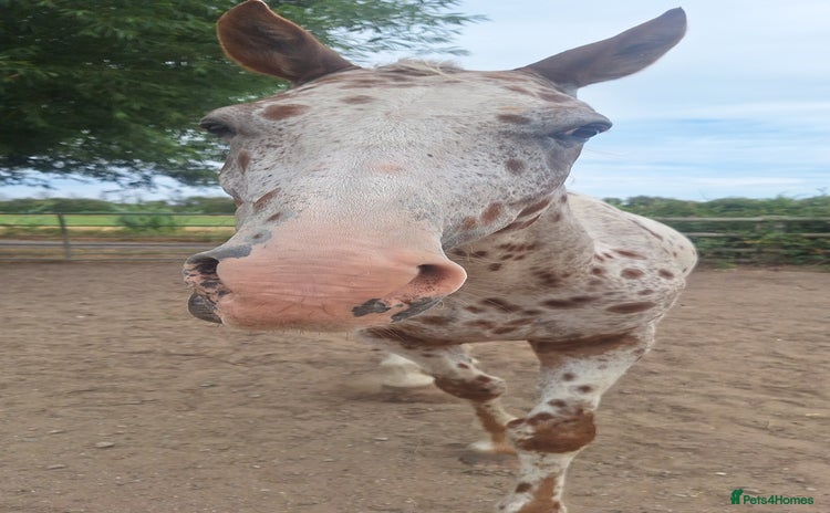 Appaloosa horses - Advert 2