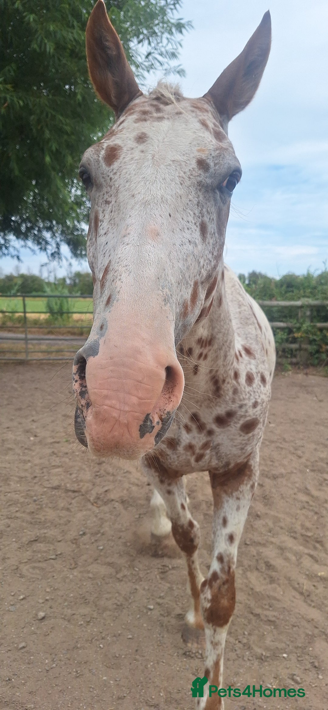 Appaloosa horses for sale: 5yr old Appaloosa Gelding  - Image 1
