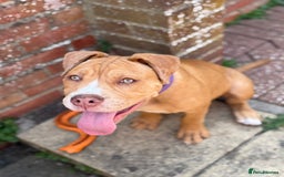 Olde English Bulldogge dogs for sale: Female old English - Image 7
