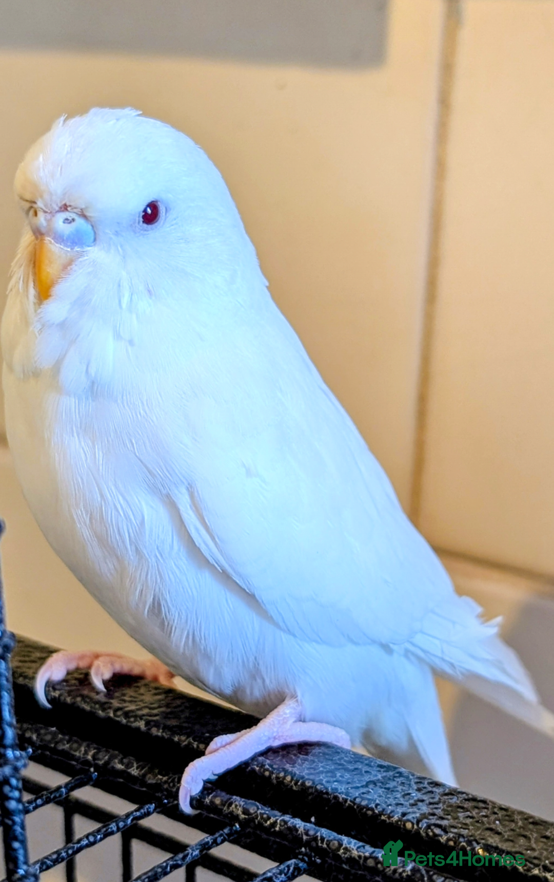 Budgerigars birds for sale: 2 Budgies and Cage - Advert 5