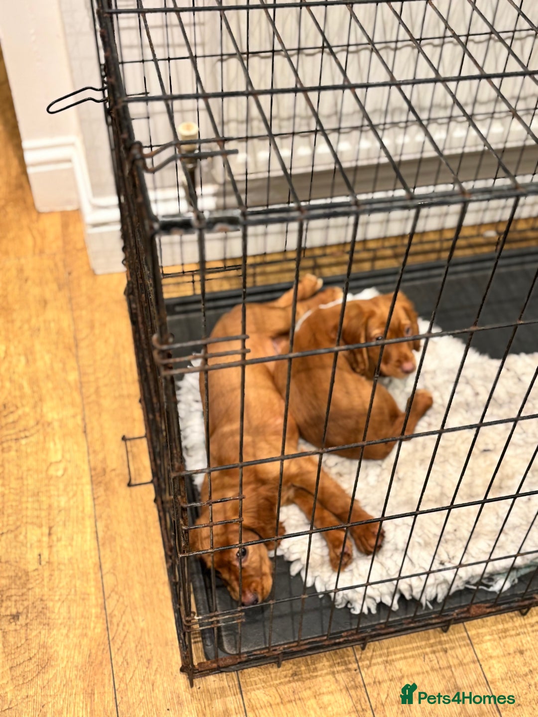 Cocker Spaniel dogs for sale: Working cocker spaniel - champion bloodlines  - Image 12