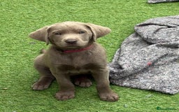 Labrador Retriever dogs for sale: KC Silver, Charcoal & Black Labs for sale - Image 6