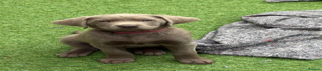 Labrador Retriever Puppy 5