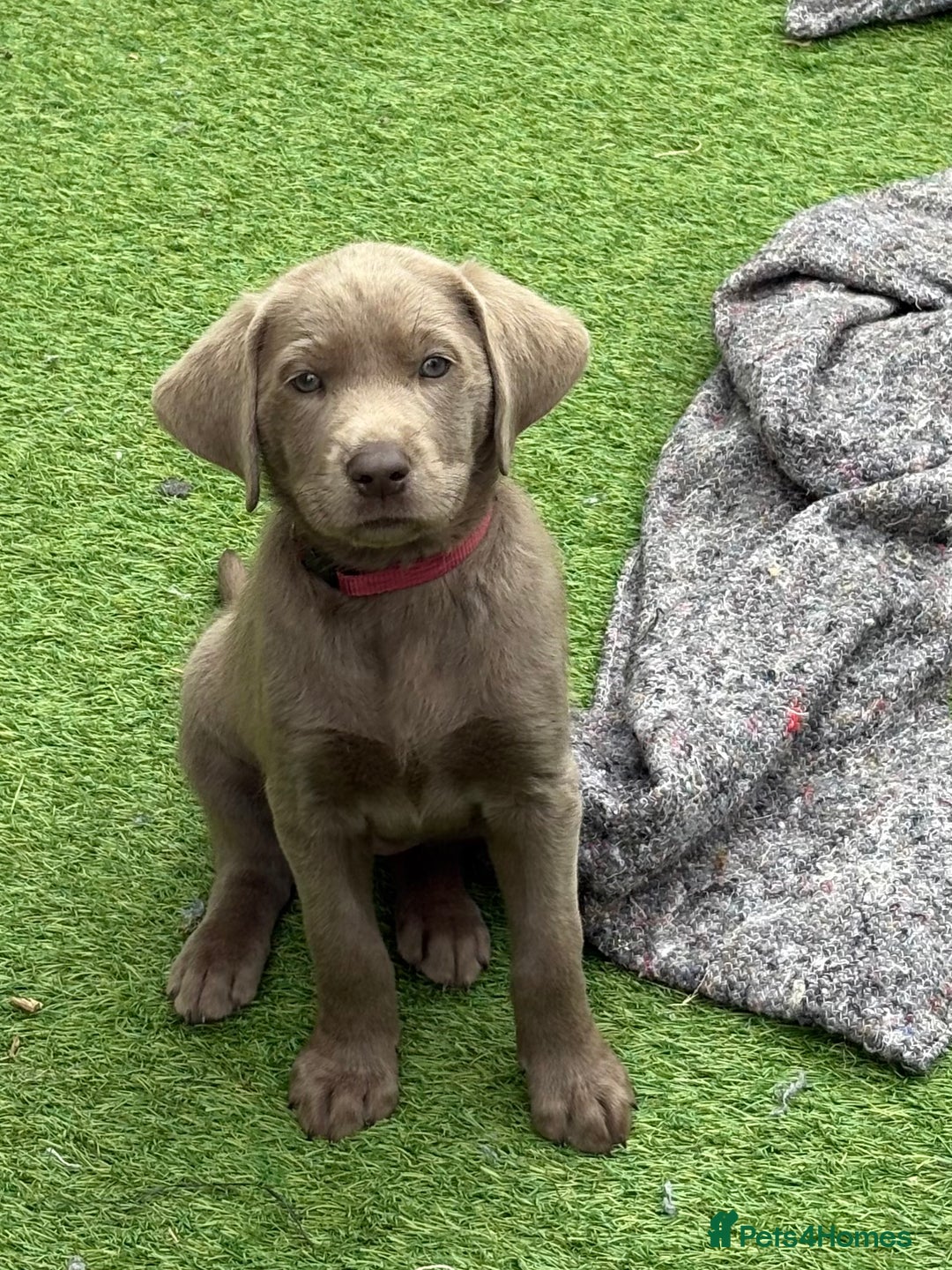 Labrador Retriever dogs for sale: KC Silver, Charcoal & Black Labs for sale - Image 6