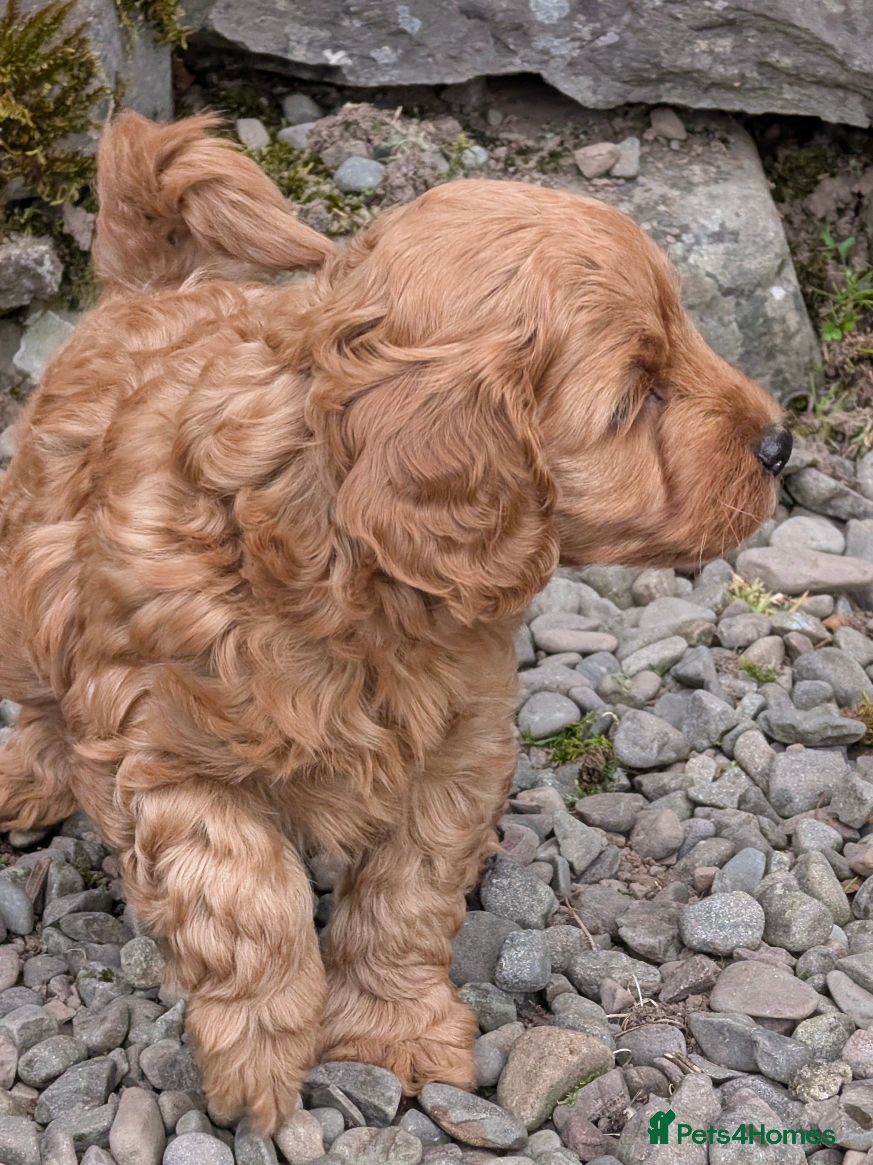 Cockapoo dogs Adorable F1b Red Cockapoos  - Advert 2
