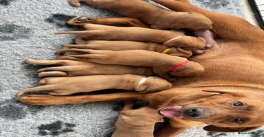 Labrador Retriever dogs - Advert 3
