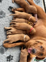 Labrador Retriever dogs - Advert 10