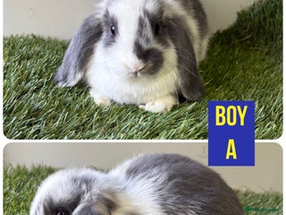 Mini Lop rabbits Beautiful, friendly mini lops - Advert 5