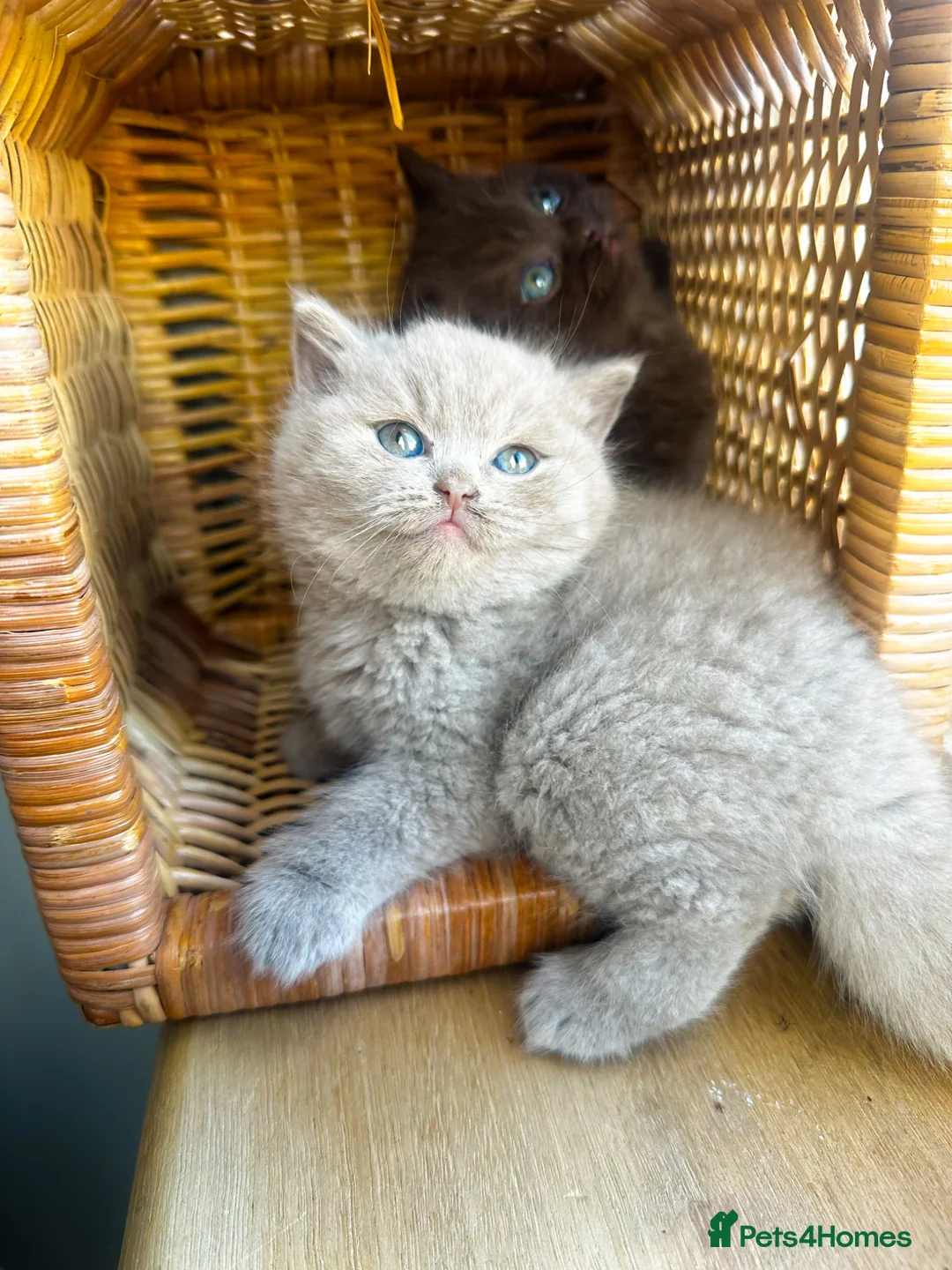British Shorthair cats for sale: Chunky Chocolate Tica reg BS kittens  - Advert 2