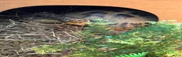 Tortoise reptiles for sale: Make horsefield torotise and fill set up  - Advert 4