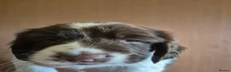 English Springer Spaniel dogs for sale: ​Working Springer Spaniel Bitches – Ready Soon!  - Advert 6