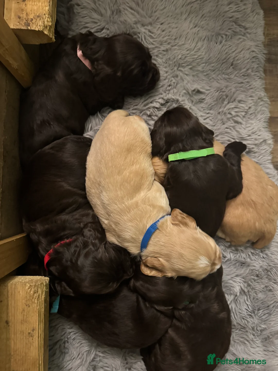Sprocker dogs for sale: A beautiful litter docked Sprocker Spaniel puppies - Advert 15