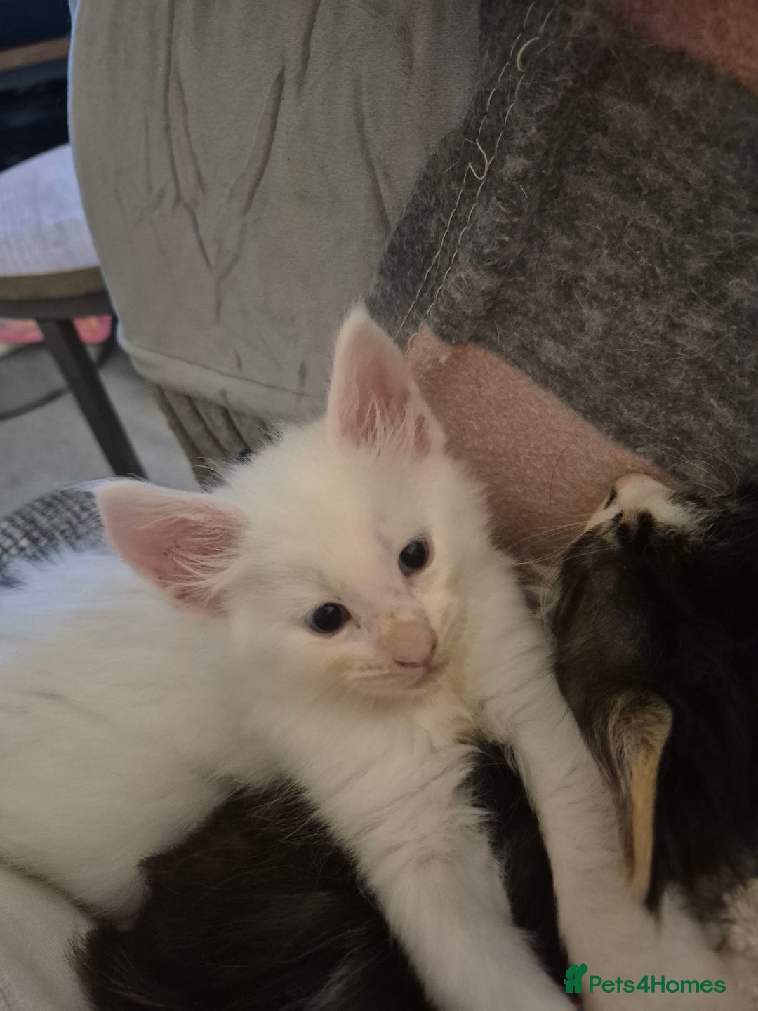 Maine Coon cats for sale: Beautiful maine coon floofs - Advert 6