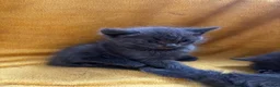Mixed Breed cats for sale: Beautiful all grey Kittens  - Advert 8