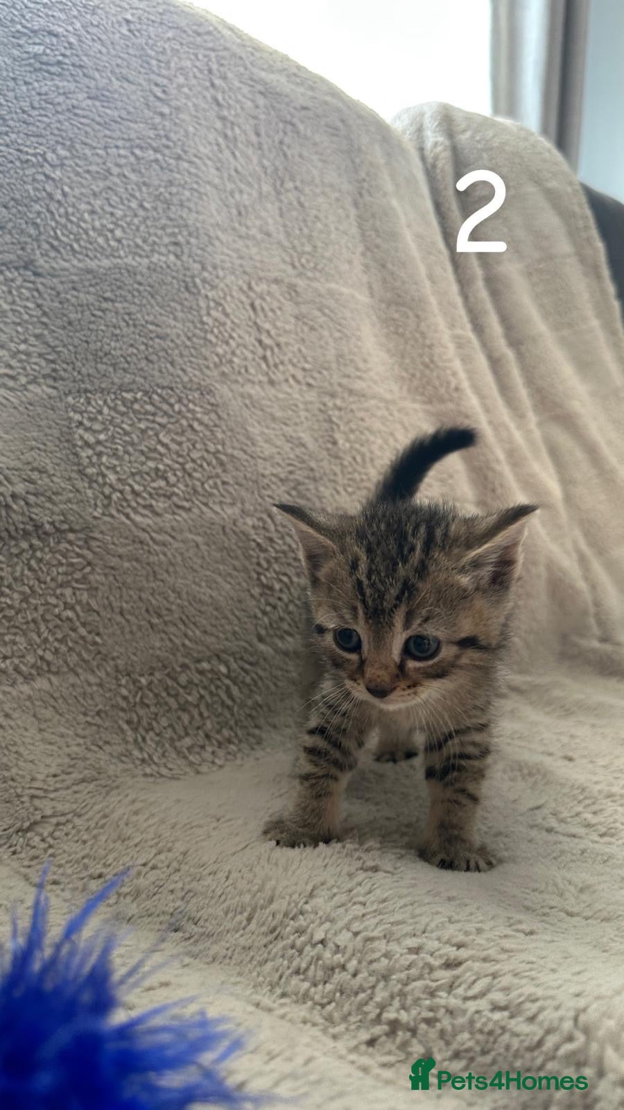British Shorthair cats Half British shorthair kittens  - Advert 2