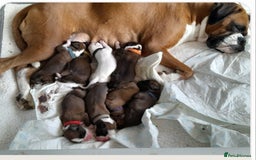 Boxer dogs for stud: New UK. Boxer Champion Bloodlines   - Image 9