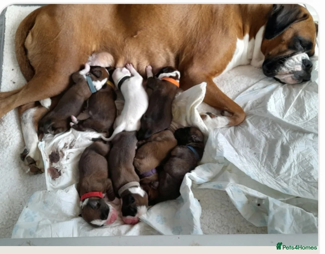 Boxer dogs for stud: New UK. Boxer Champion Bloodlines   - Advert 9