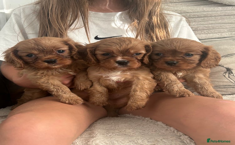 Cavalier King Charles Spaniel dogs - Advert 1