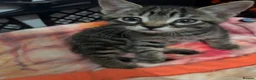British Shorthair cats for sale: 4 adorable kittens looking for loving homes - Advert 22