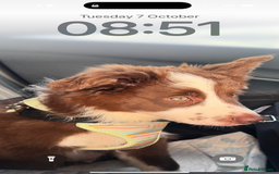 Border Collie dogs for sale: Red border collie puppy  - Image 3