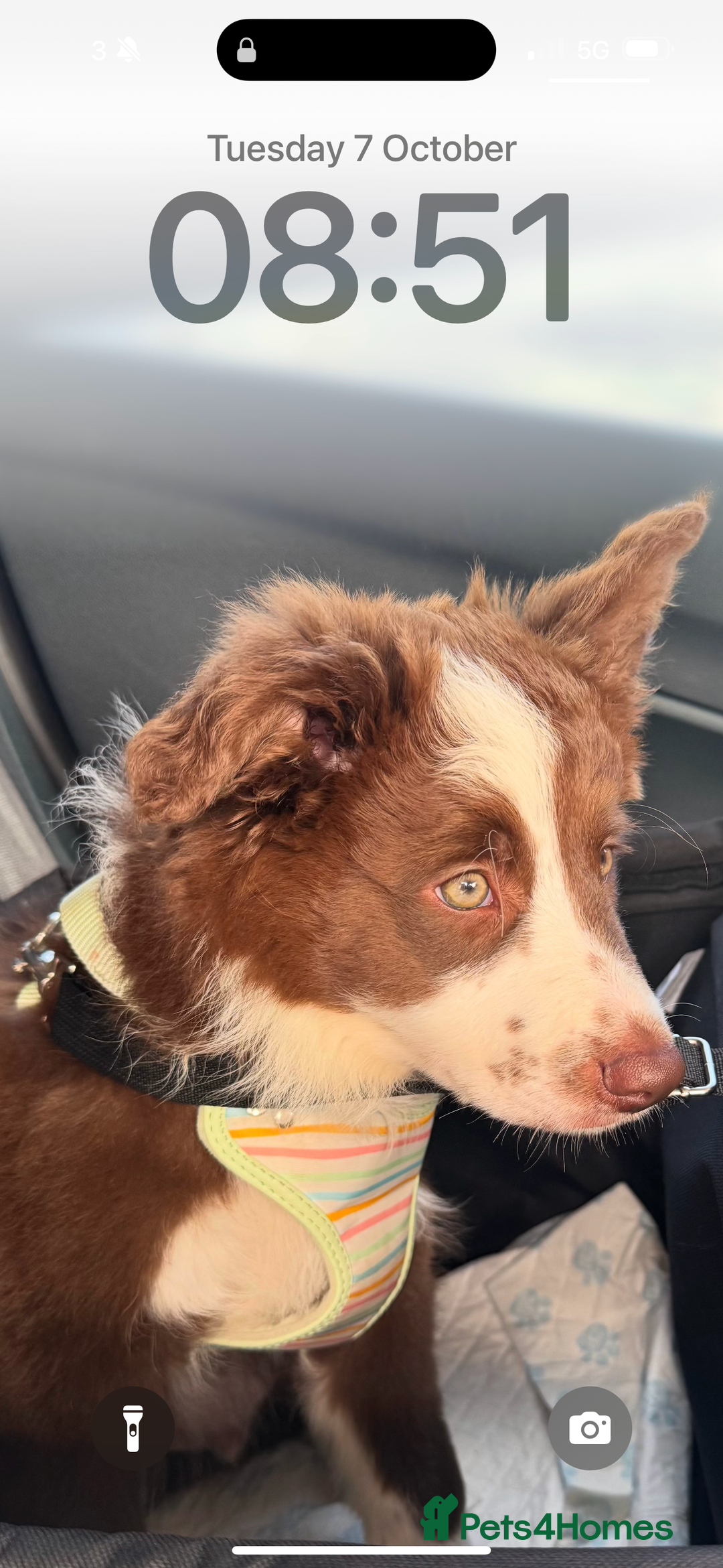 Border Collie dogs for sale: Red border collie puppy  - Image 3