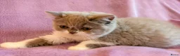 British Shorthair cats for sale: Betzy Bambi Bunny in Salford - Advert 15
