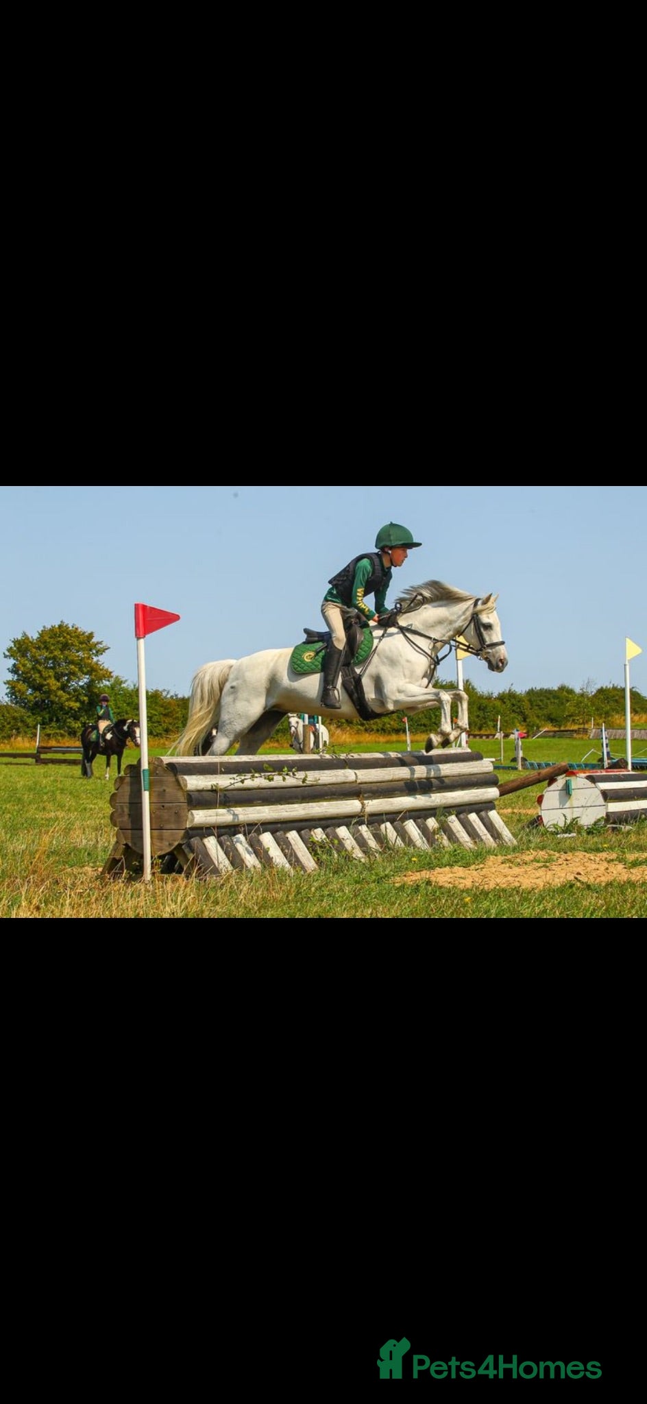 Irish Sports horses 13.1 Welsh x Irish sports pony  - Advert 1