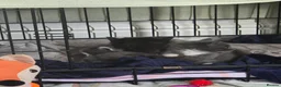 Mixed Breed cats for sale: 5 beautiful kittens  - Advert 8