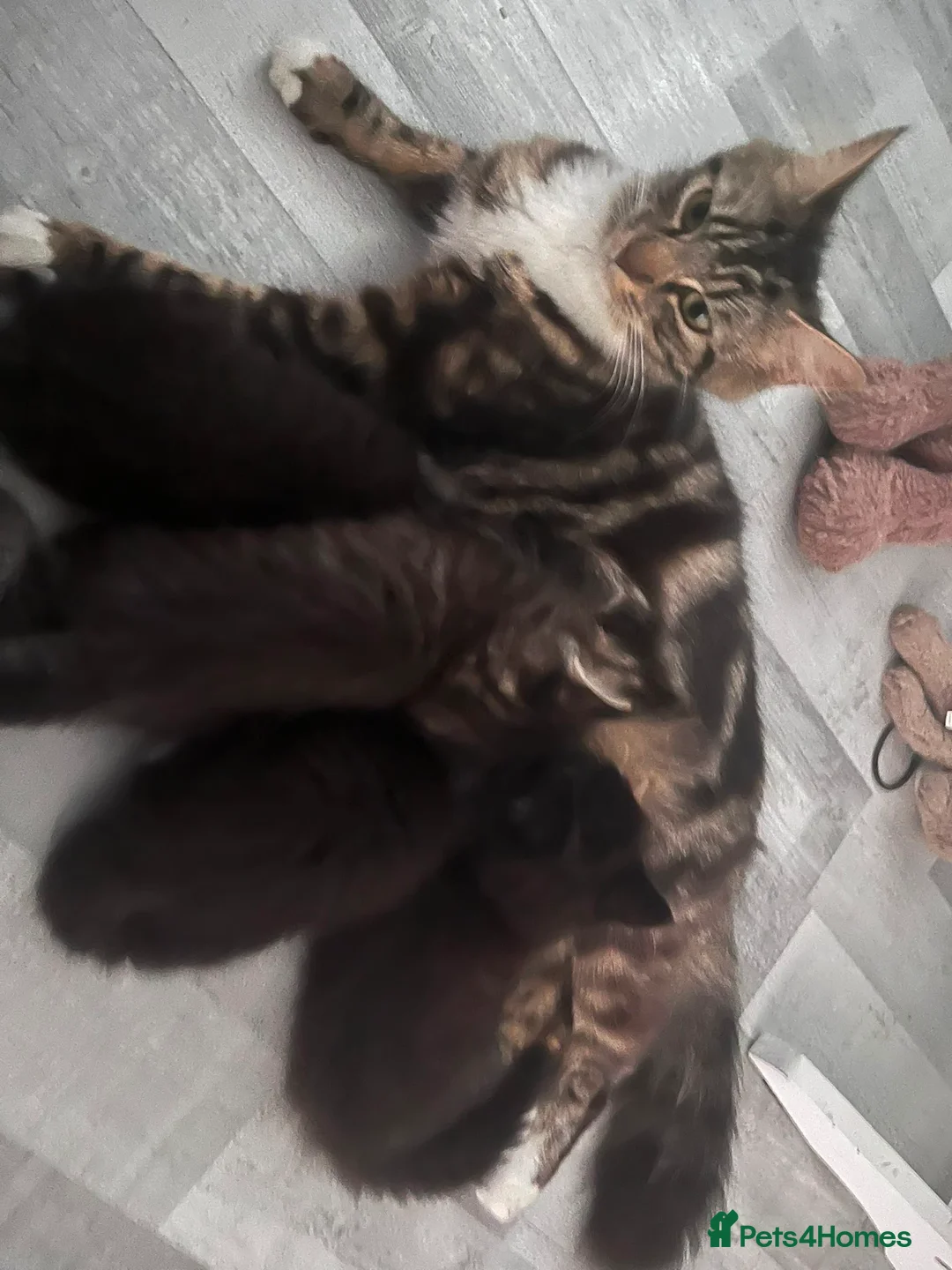 Mixed Breed cats for sale: Fluffy kittens 🫶 - Advert 2