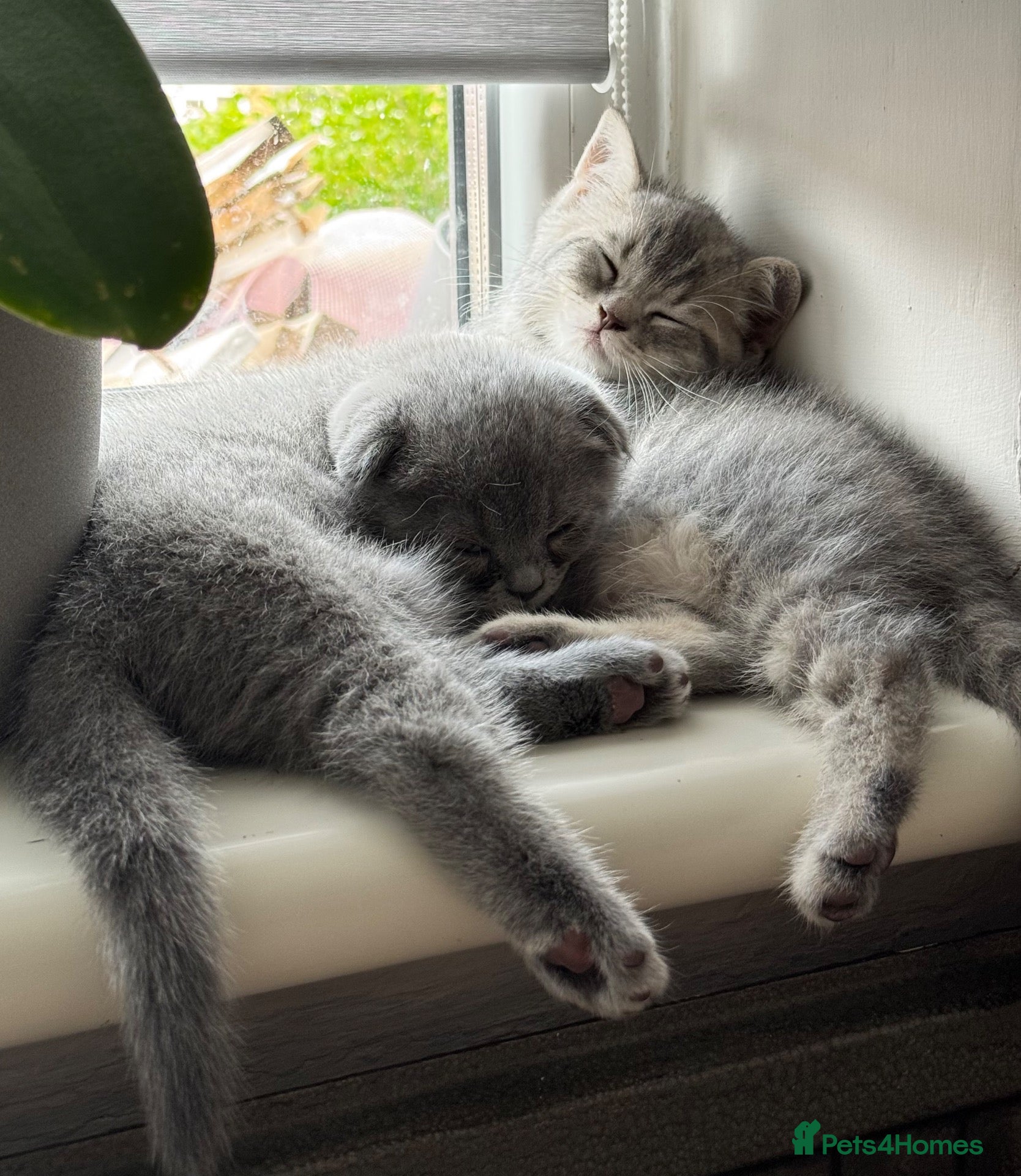 British Shorthair cats Gorgeous Scottish Fold & British Tabby Kittens - Advert 15