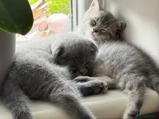 British Shorthair cats Gorgeous Scottish Fold & British Tabby Kittens - Advert 15