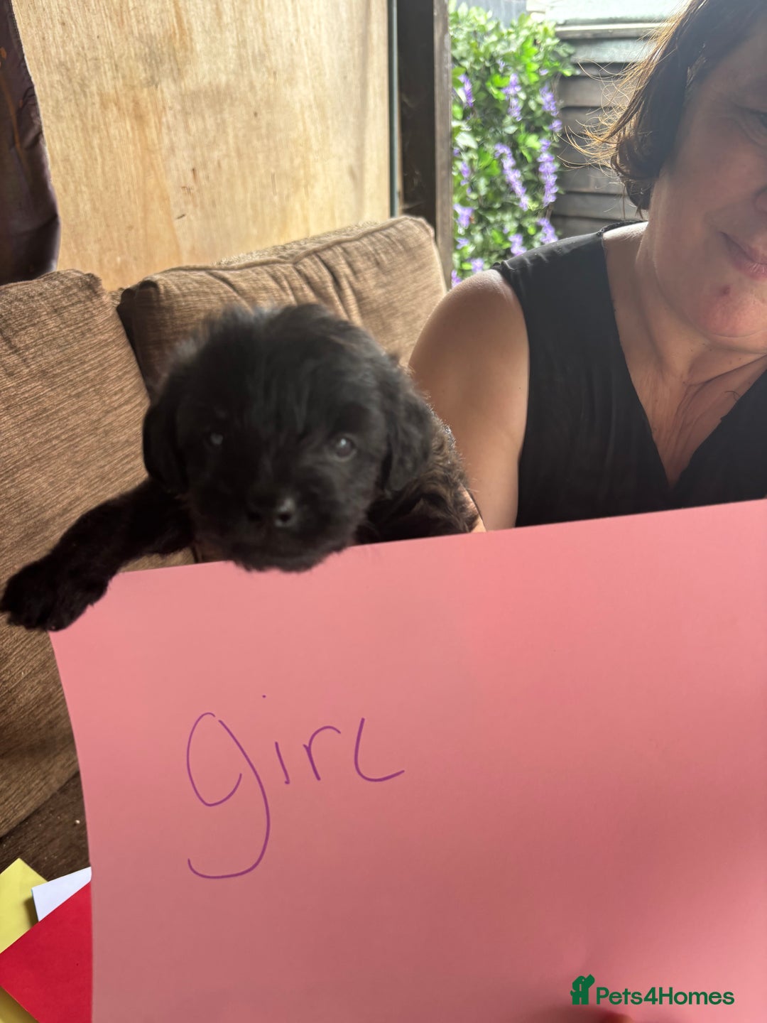 Mixed Breed dogs for sale: Norfolk terrier cross by toy poodle - Image 12